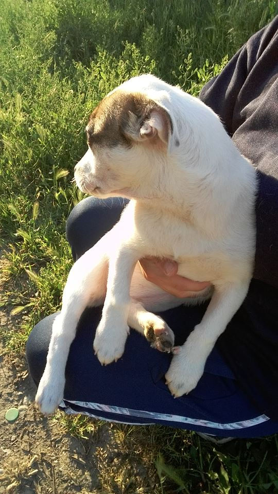 Thumbnail: Sorrel, female, born Jan, smallish