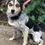 Thumbnail: Tilly, sweet girl, smallish, 1 year.