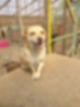 Thumbnail: Jenson, smallish, gentle dog