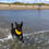 Thumbnail: Nicky - 11 months, in Fife
