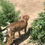 Thumbnail: Sweetie, female, born January