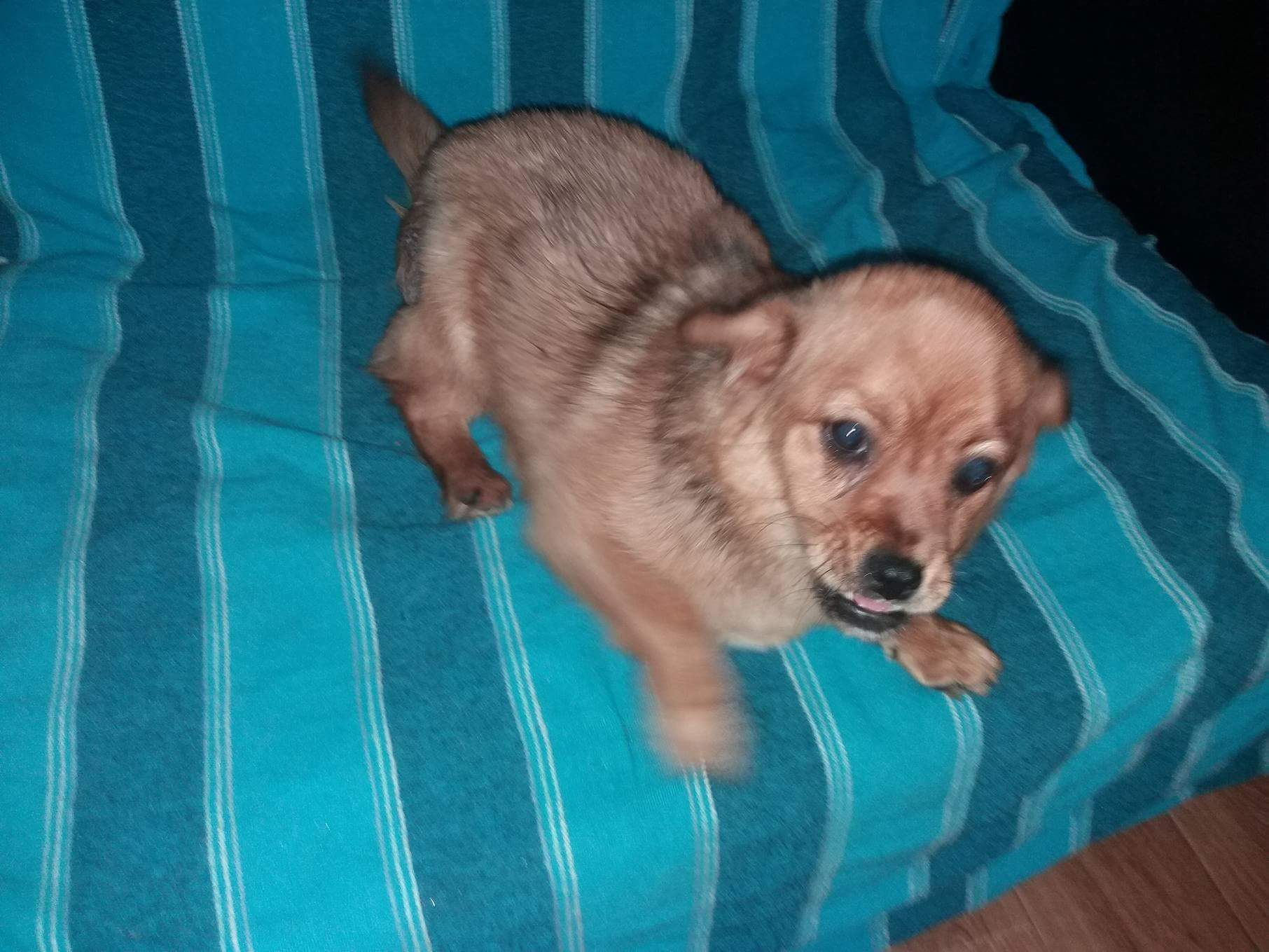 Maya, small girl, one year