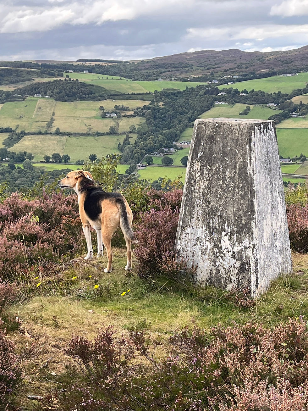 Thumbnail: Nahla, 2018 (Highlands)