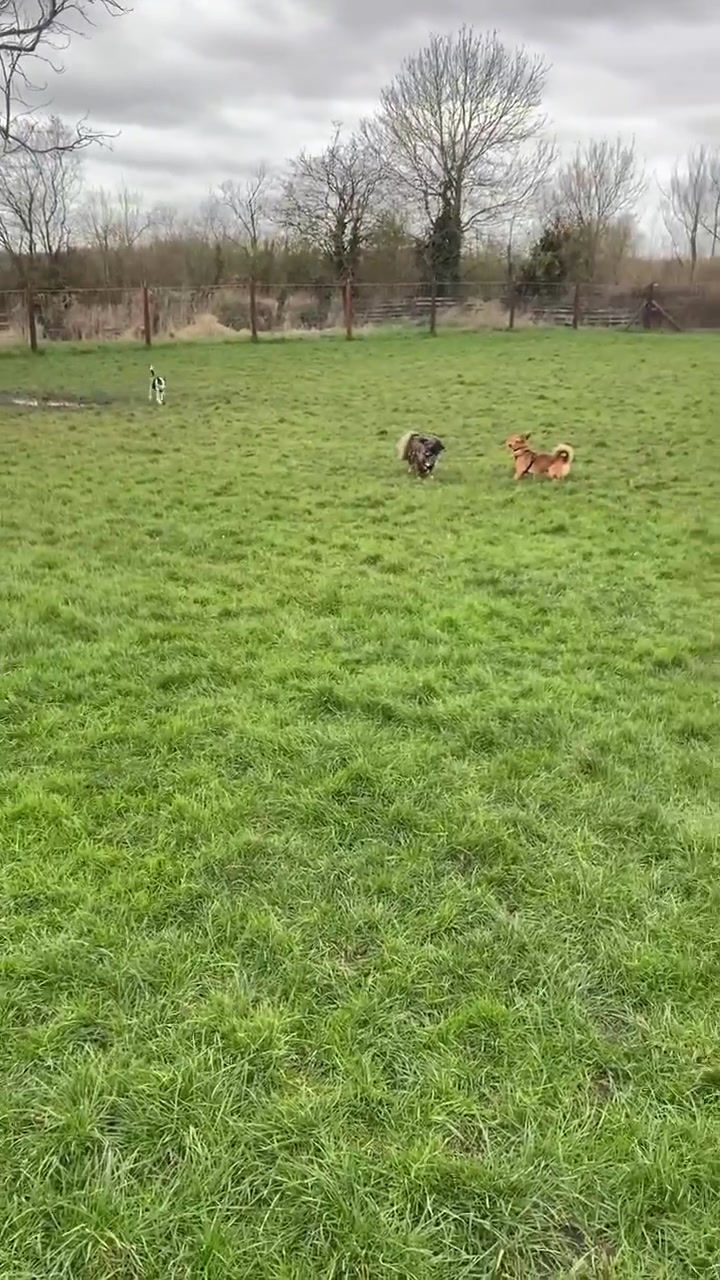 Thumbnail: Rodney, 2019. Loughborough.