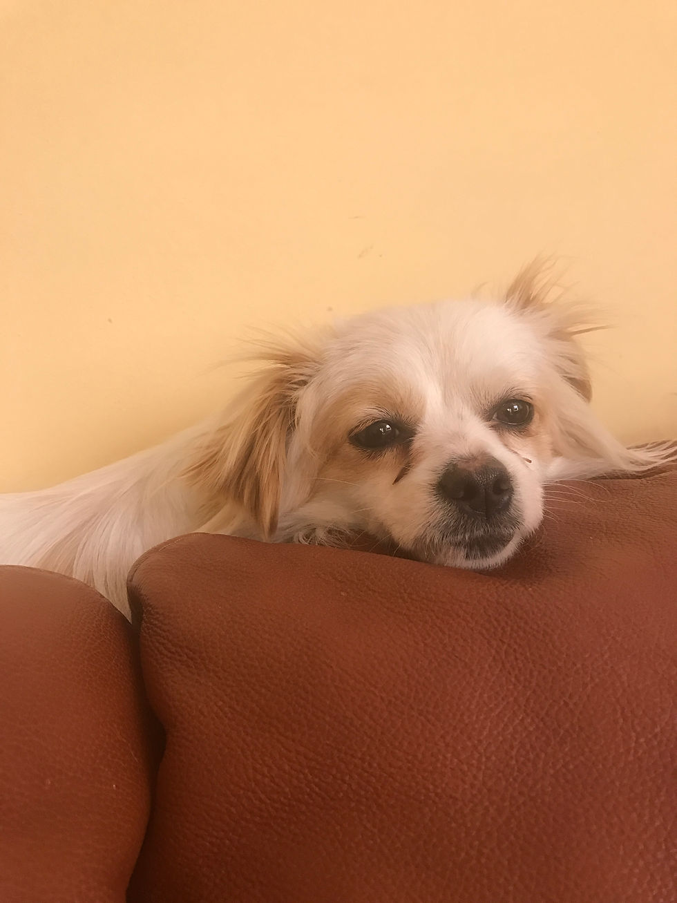 Thumbnail: Pandora - 1 year old, tiny