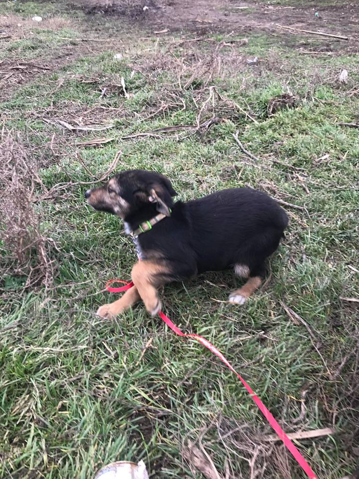 Thumbnail: Merry, female, born Oct