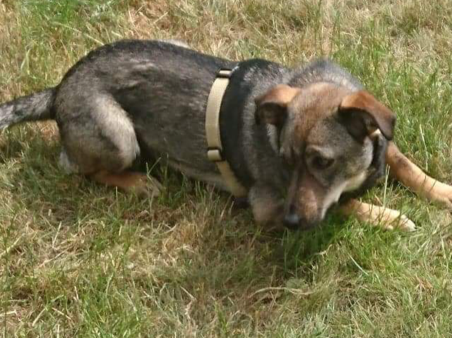 Thumbnail: Shula, smallish, Dundee