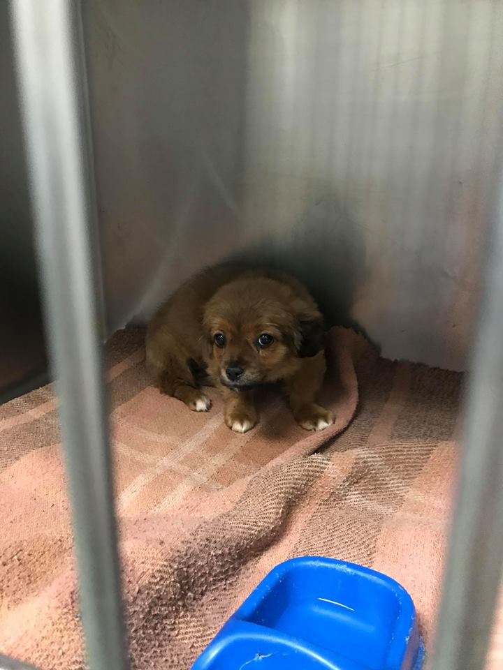 Thumbnail: Fleurie, small female, born early Dec