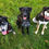 Thumbnail: Nicky - 11 months, in Fife