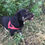 Thumbnail: Angus, 2-3, small.