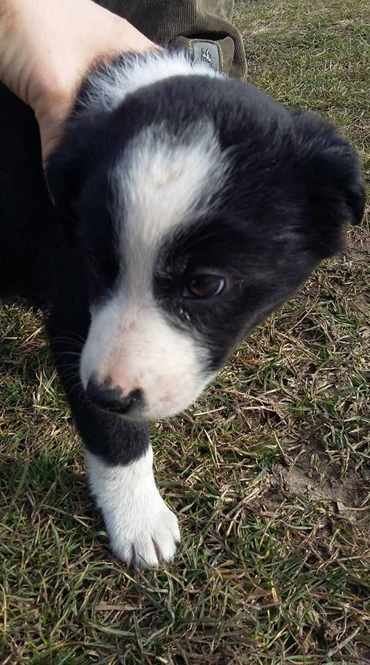 Thumbnail: Arran, born early Jan
