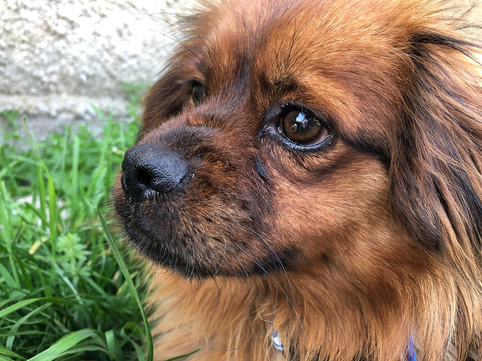 Thumbnail: Salvo, 1-2 years, small, friendly, Perth