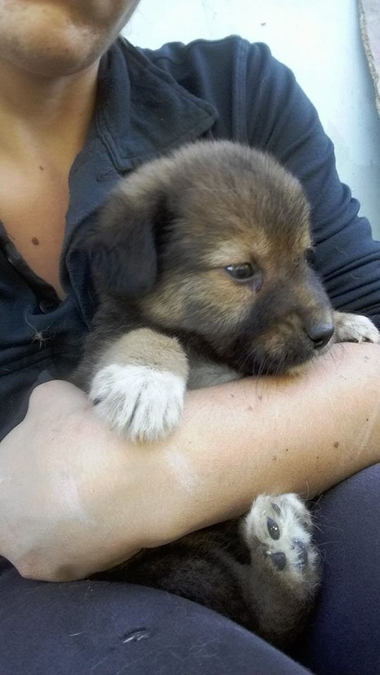 Thumbnail: Oreo, male, born early August