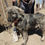 Thumbnail: Tigrat - 7 months old, male shepherd type pup