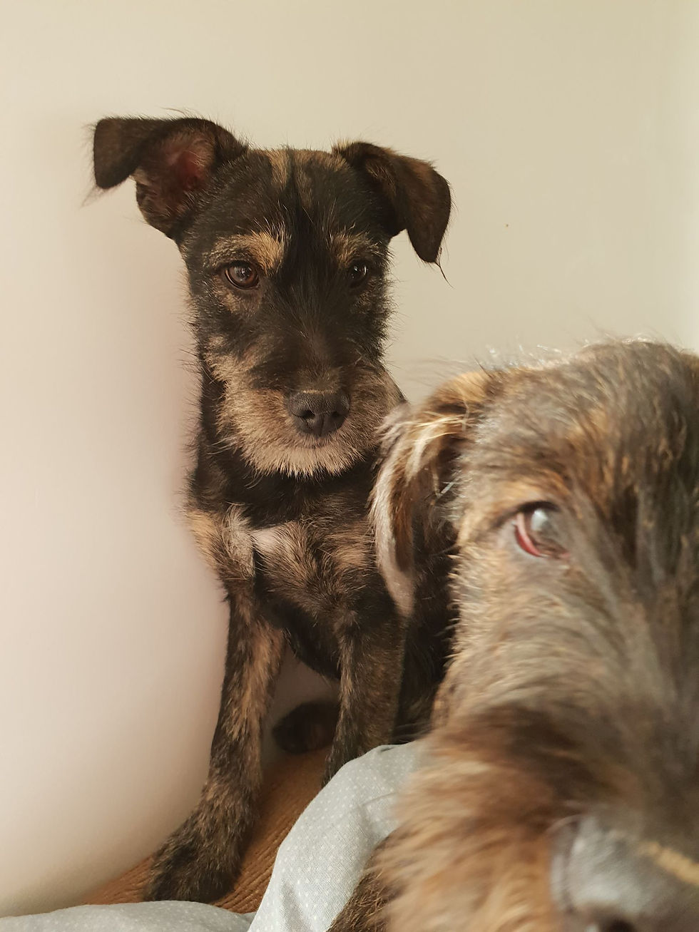 Thumbnail: Toby, born July 18