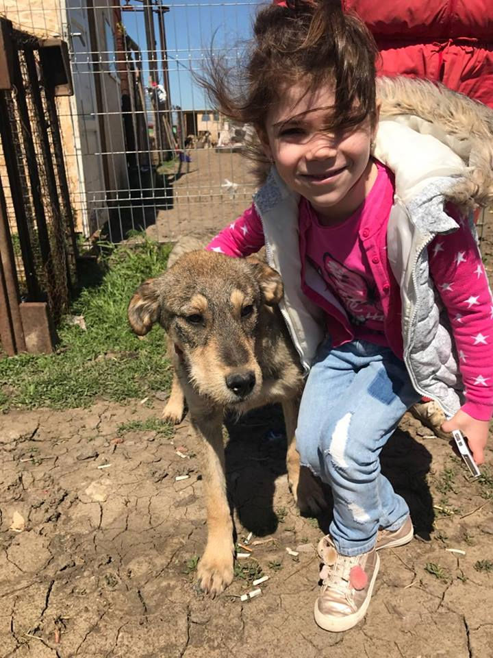 Thumbnail: Roly - 1year, very gentle, big lad