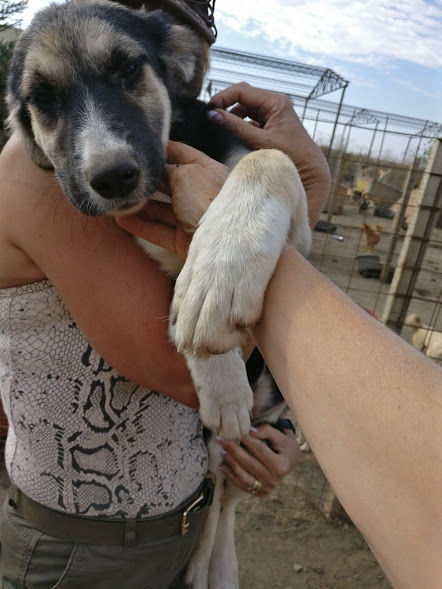 Thumbnail: Saffron, born April, big girl