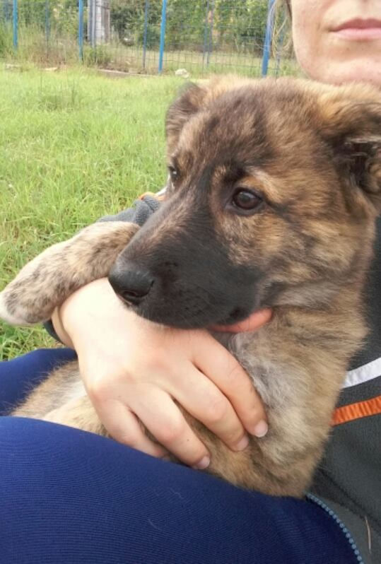 Thumbnail: Mungo, 4 months, big puppy
