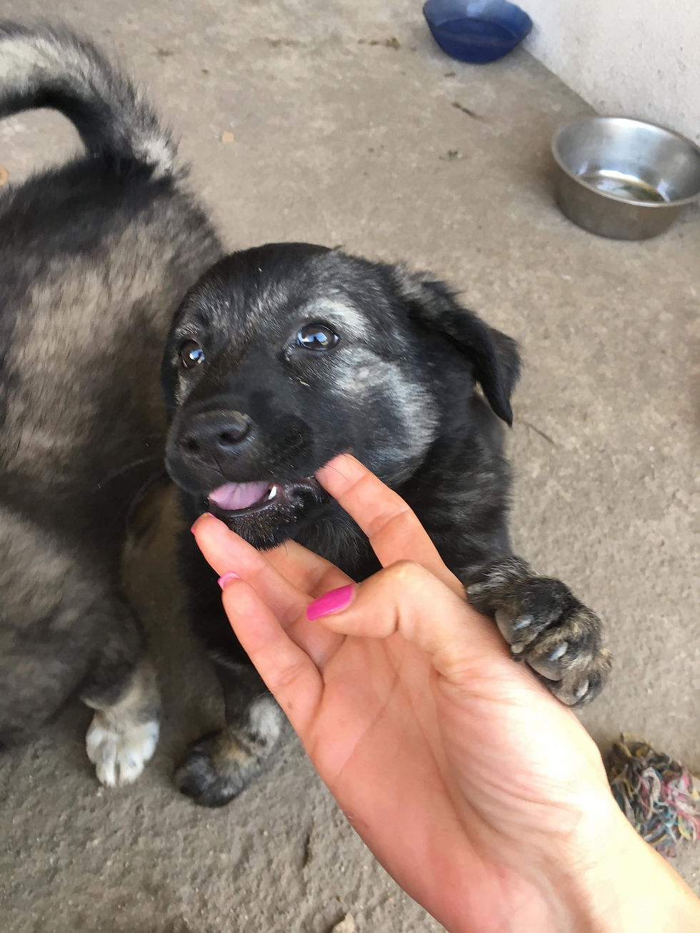 Thumbnail: Mocha, female, born March