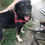 Thumbnail: Angus, 2-3, small.