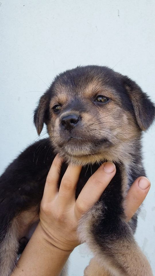 Thumbnail: Twix, born early August, female