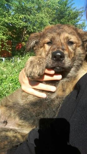 Thumbnail: Midge, 4 months, big pup