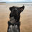 Thumbnail: Nicky - 11 months, in Fife