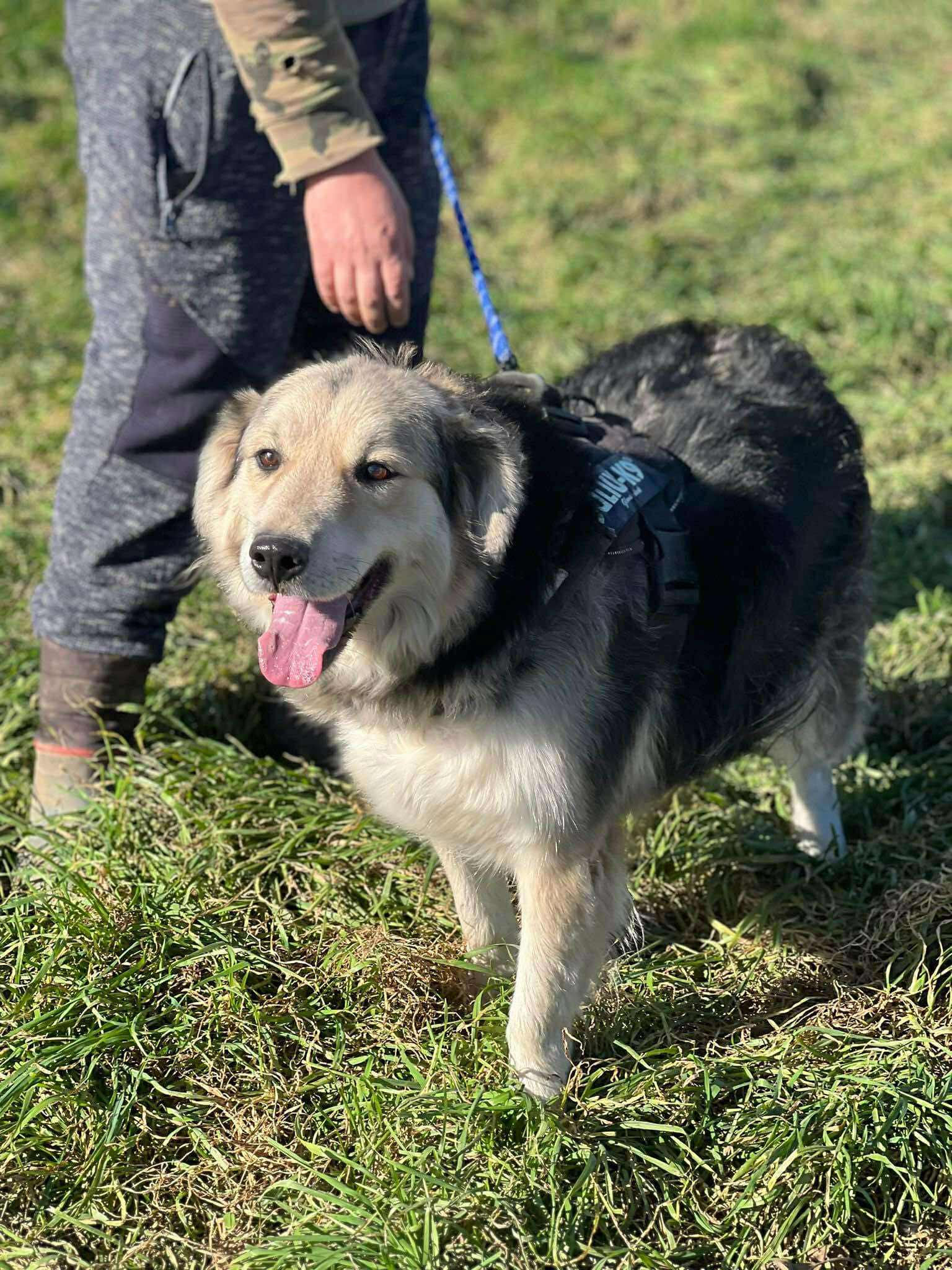 Bingo, 2022, lovely lad