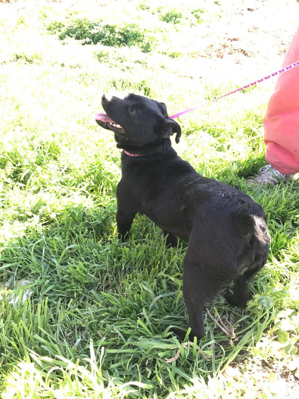 Thumbnail: Frieda, small, 2 yrs