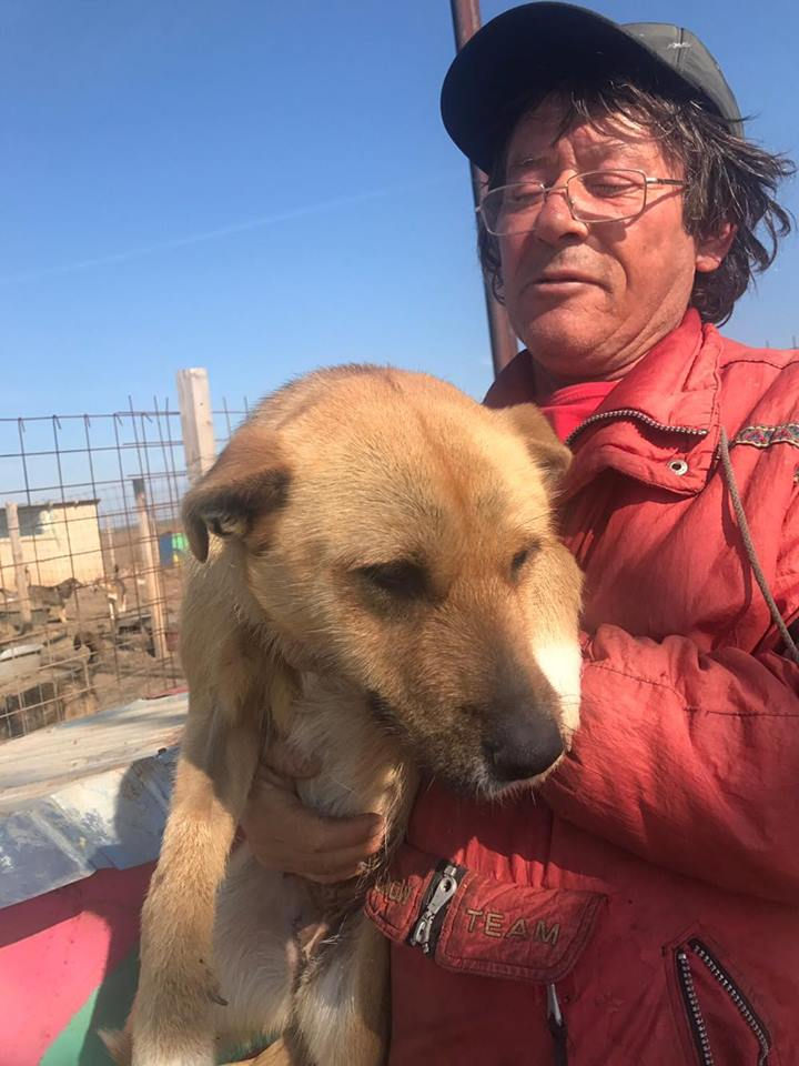 Thumbnail: Luna - 2 years old, sweet dog