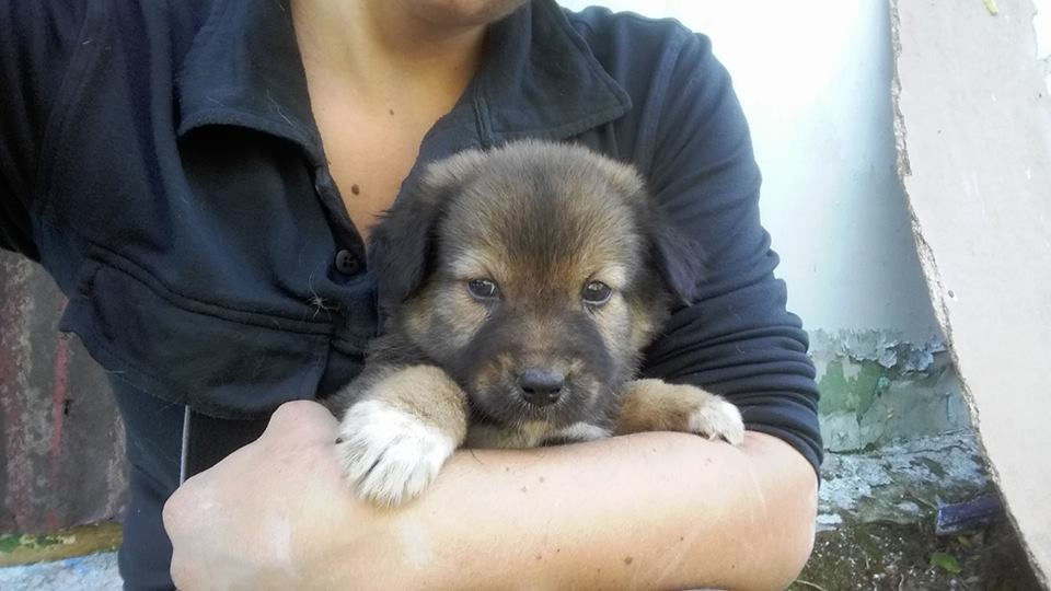 Thumbnail: Oreo, male, born early August