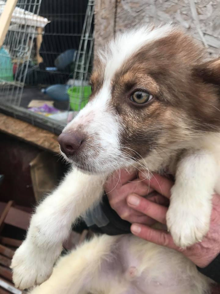 Thumbnail: Artie, male, born Oct.