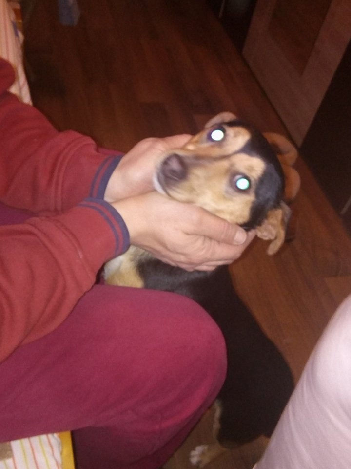 Thumbnail: Cleo, one year, dachshund type
