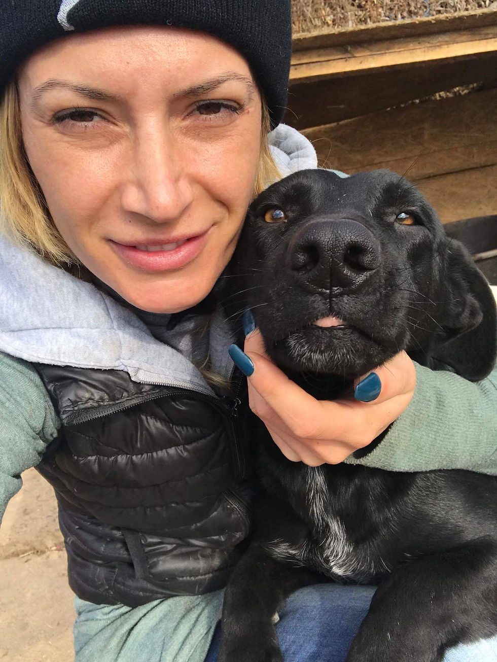 Thumbnail: Ralph, labrador with short legs! Gentle pup