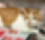 ginger