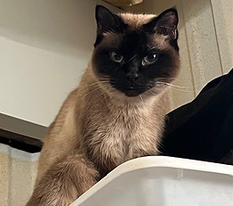 nala siamese.jpg