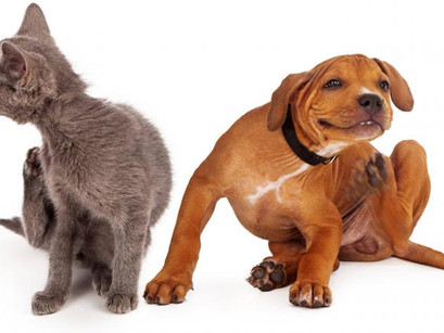 Avanza proyecto que crea cédula para perros y gatos