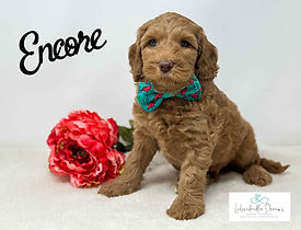 Labradoodle Dreams – trusted Michigan Labradoodle breeder
