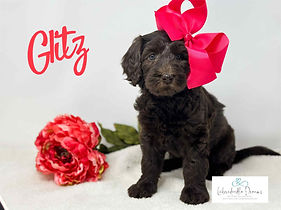 Hypoallergenic or allergy friendly Australian Labradoodle puppies near me