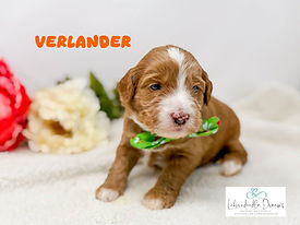 Family-raised allergy-friendly puppy located in Michigan, socialized daily and started on potty training.