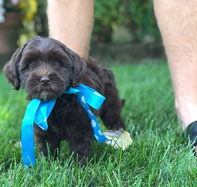 Australian Labradoodles Michigan Labradoodle Dreams