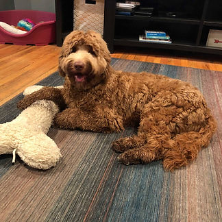 Taffy and her bone.jpg