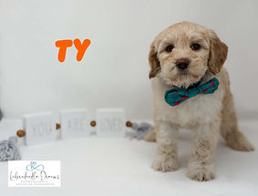 Allergy friendly Australian Labradoodle puppy raised in a loving Michigan home