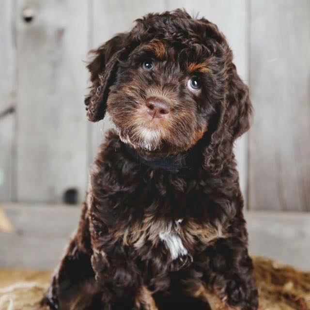 Labradoodles in Michigan United States Labradoodle Dreams