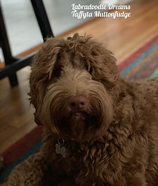 Taffy 14 months.jpg