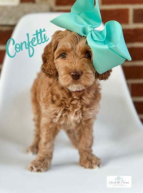 Crate-trained Australian Labradoodle in Michigan, ideal for families seeking a calm, allergy-friendly companion