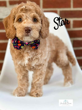 Hypoallergenic Australian Labradoodle, therapy line puppy, trained for potty and crate routines in Michigan.