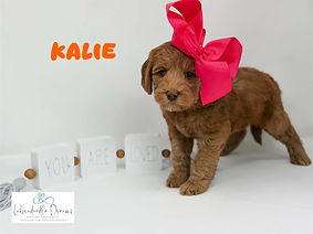 Sweet six week old Michigan Labradoodle puppy with therapy dog potential