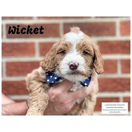 available summer puppy red medium australian labradoodle