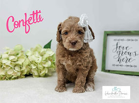 Australian Labradoodle puppies in michigan ready to go home August 2